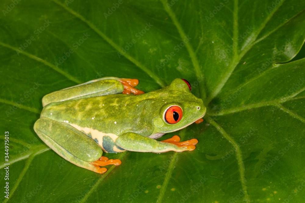 Obraz premium Red-eyed Green Tree Frog on Tropical Plant