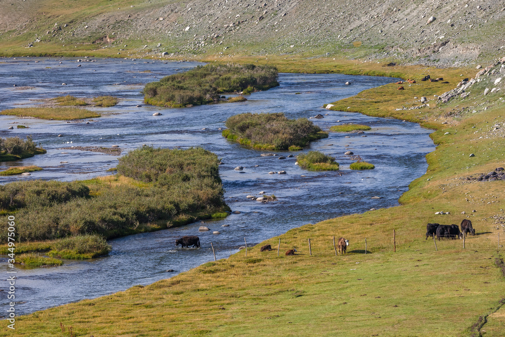 Cows cross the river. Mountain Altai, Mongolia. Cows cross the river. Mountain Altai, Mongolia.
