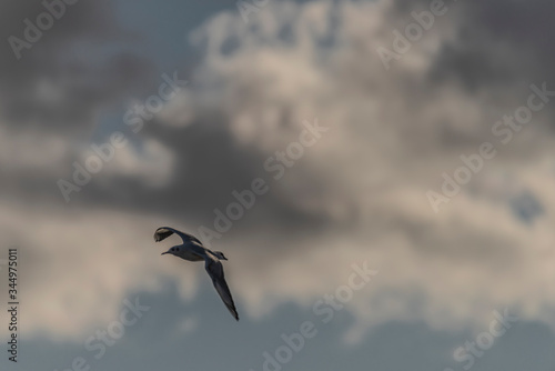 Sea gulls over Vrbenske ponds in spring blue sky day photo