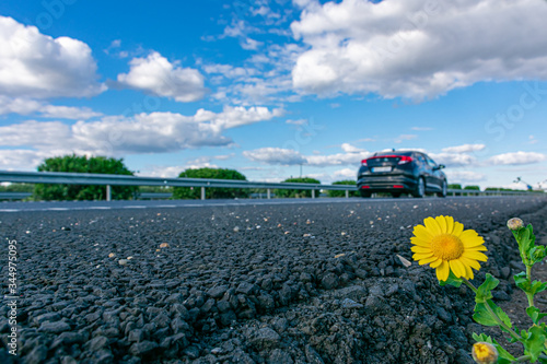 Daisy flower grown along a highway with a car driving at high speed