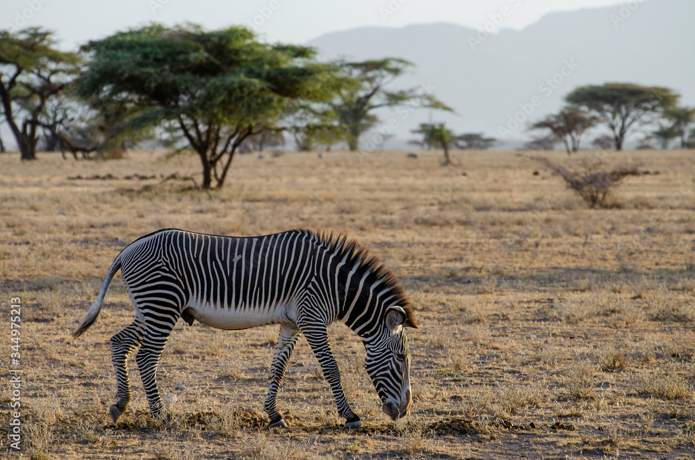 Obraz premium Grevy Zebra in freier Wildbahn