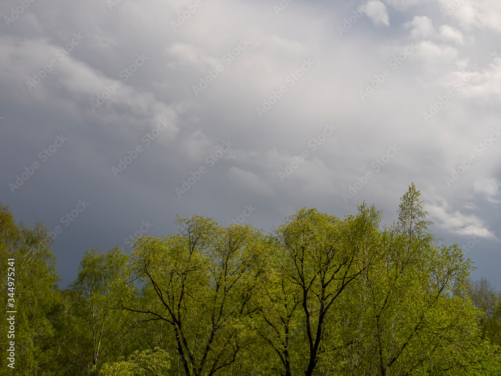 Fototapeta premium Backdrop like a mixed forest after rain on a background of rain clouds. Spring rains over newly flowering foliage of trees.