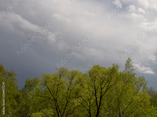 Backdrop like a mixed forest after rain on a background of rain clouds. Spring rains over newly flowering foliage of trees.
