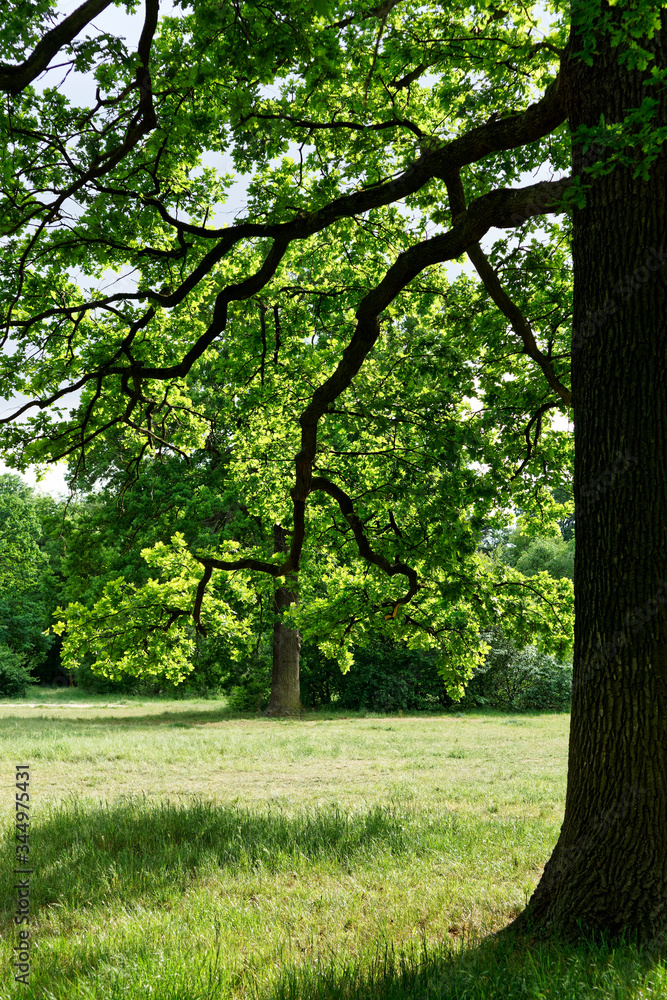 Fototapeta premium Nice colors and light through branches