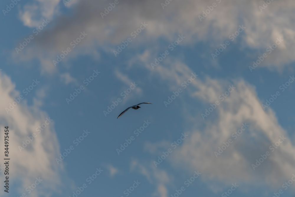 Sea gulls over Vrbenske ponds in spring blue sky day Sea gulls over Vrbenske ponds in spring blue sky day