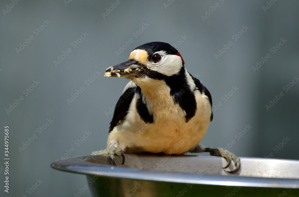 Obraz premium Buntspecht