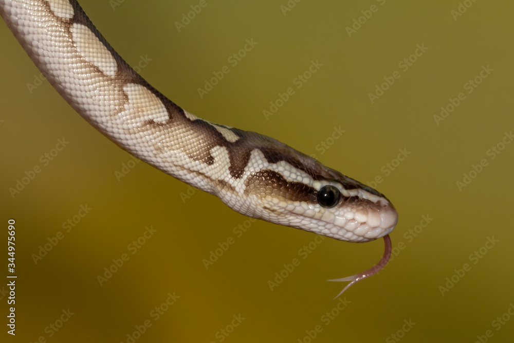 Fototapeta premium White and brown juvenile Ball Python