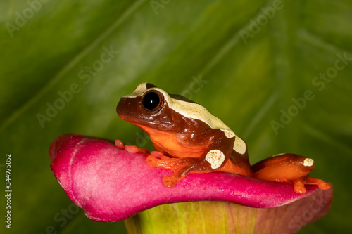Cute clown tree frog in Lilly