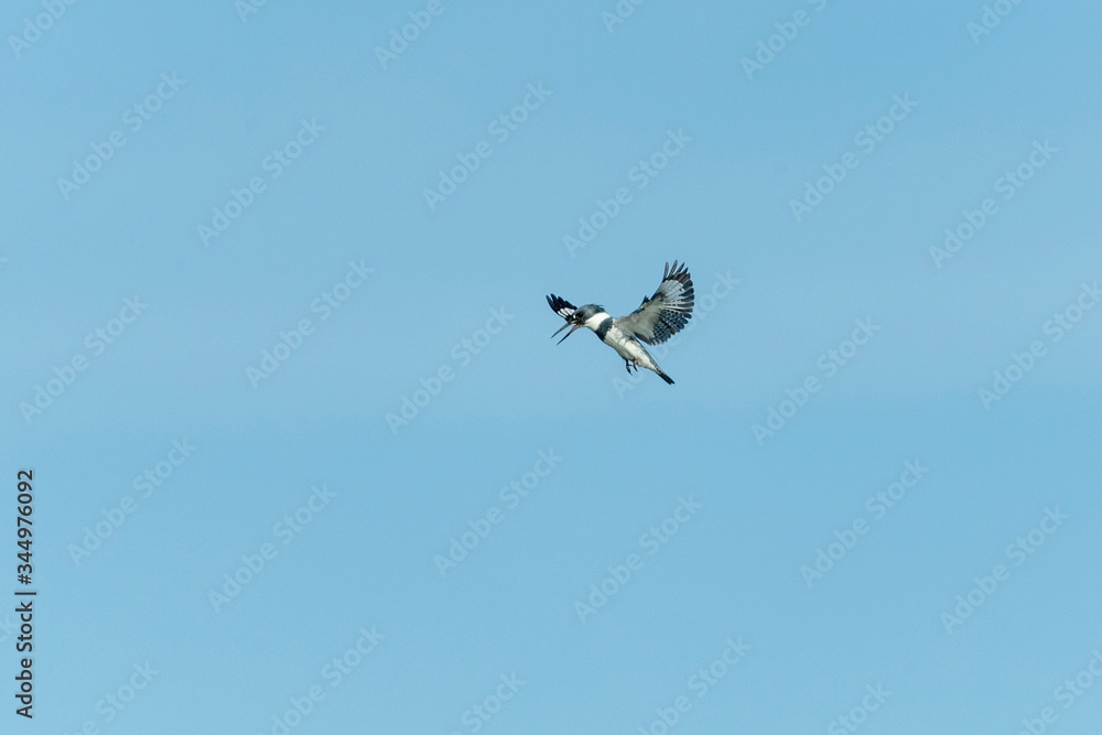 Belted Kingfisher hovering over Florida Marsh Belted Kingfisher hovering over Florida Marsh