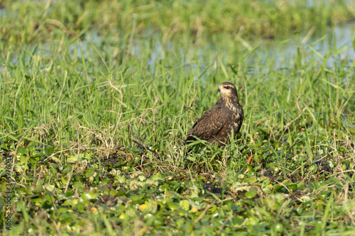 Female Snail Kite sitting in Marsh with food