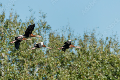 A flock of Black-bellied Whistling Ducks