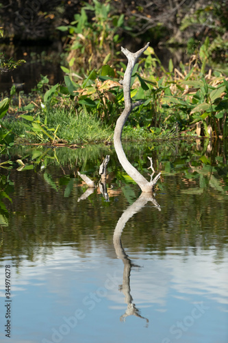 Old tree snag with reflection in a Florida Marsh