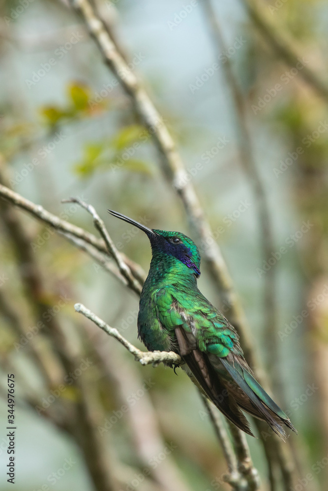 Obraz premium Violet-eared Hummingbird perched on a tree limb