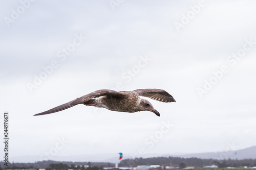 Seagulls at the coast photo