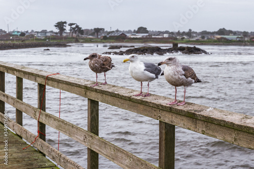 Seagulls at the coast photo