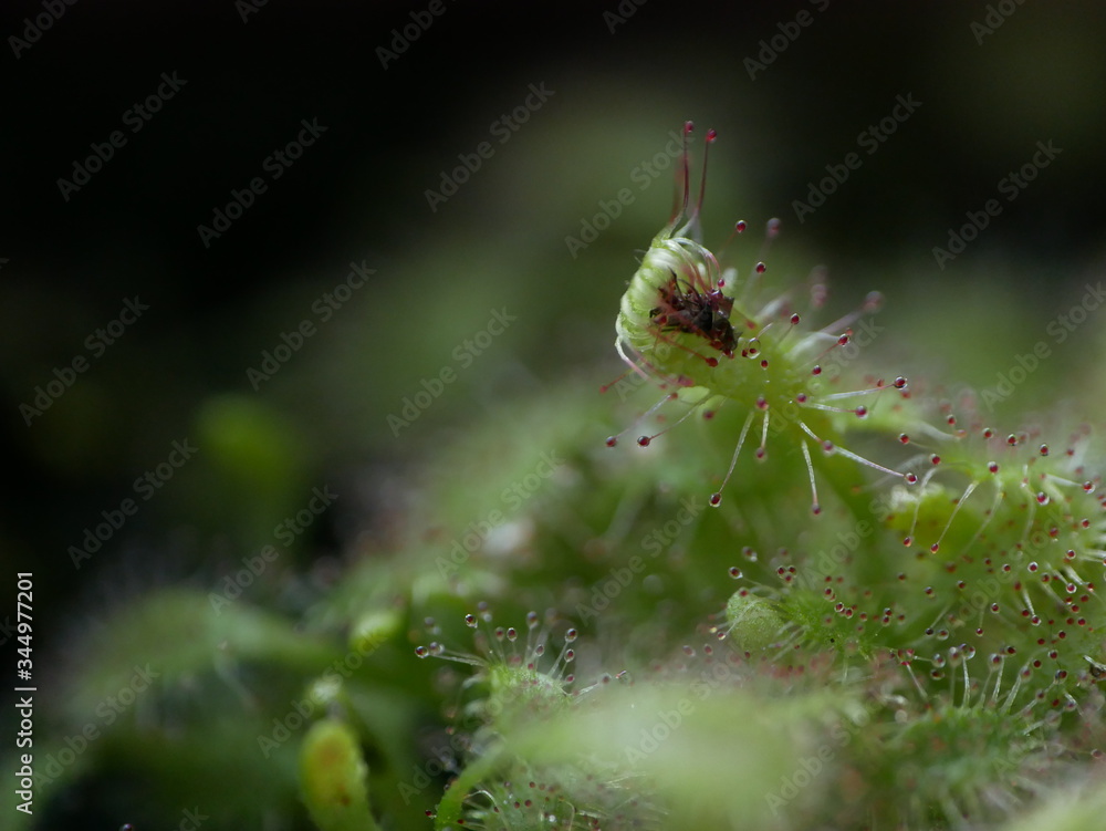 Drosera