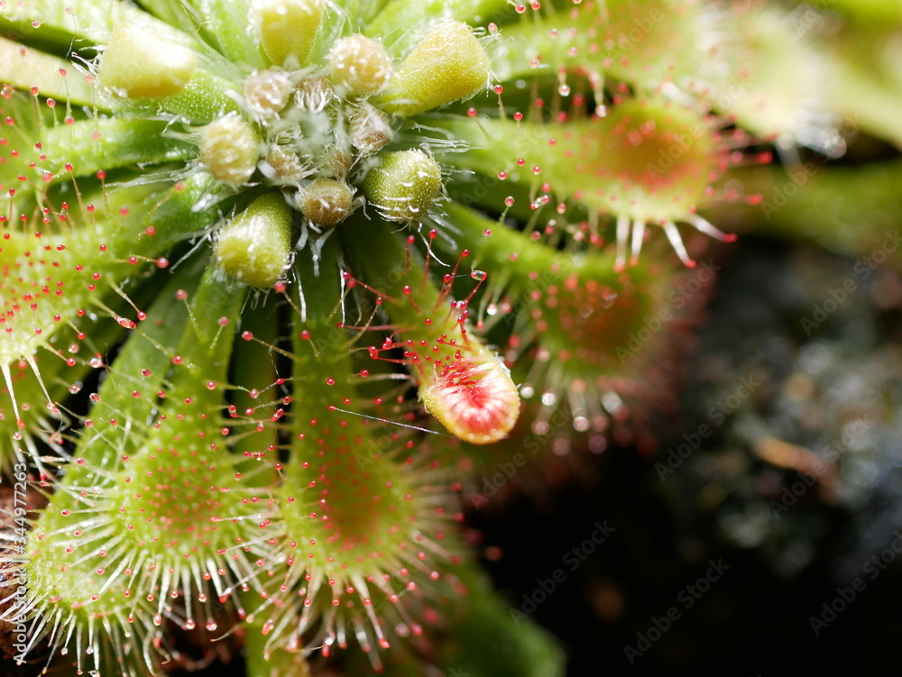 Drosera