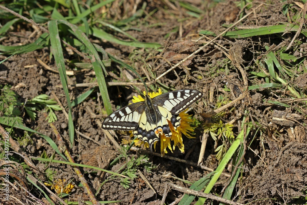 Schwalbenschwanz (Papilio machaon) auf Löwenzahn Schwalbenschwanz (Papilio machaon) auf Löwenzahn
