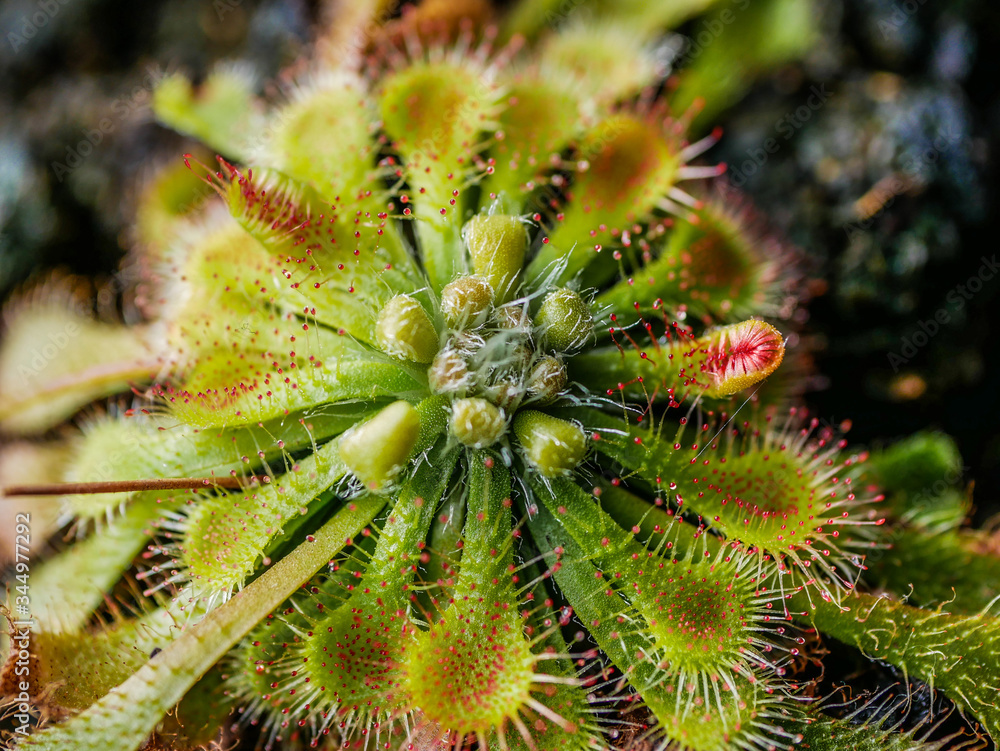 Drosera