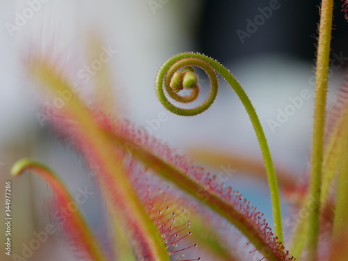 Drosera