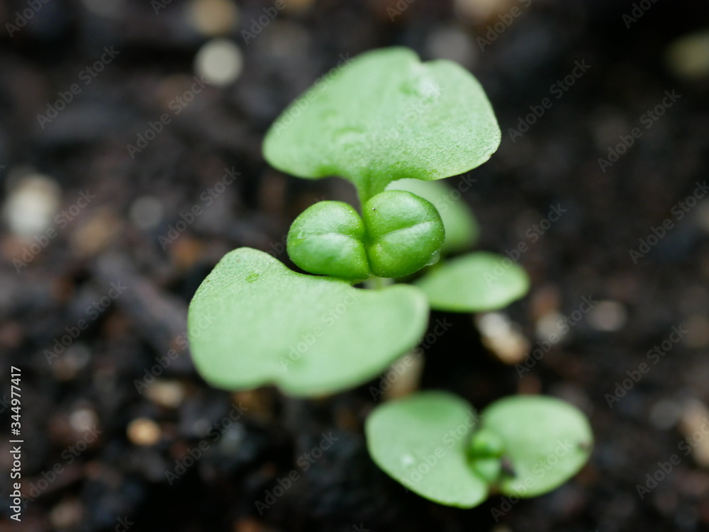 close up of a green leaf