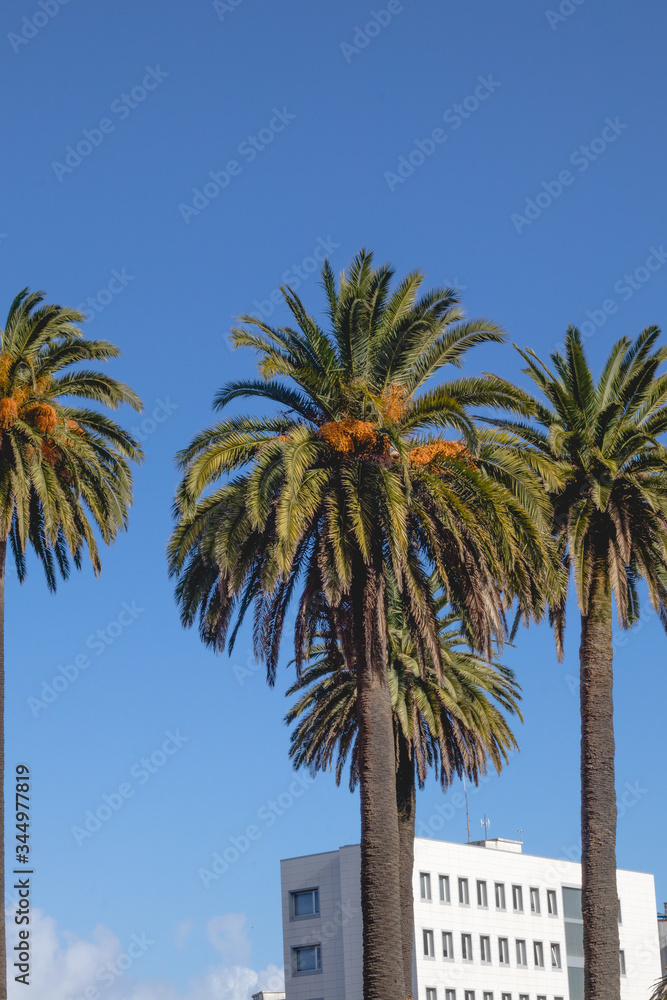 foto de palmeras verdes con cocos y un cielo azul