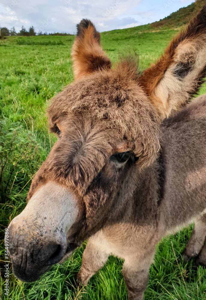 Fototapeta premium donkey face