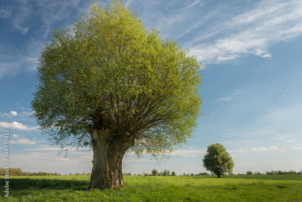 Fototapeta premium drzewa na łące