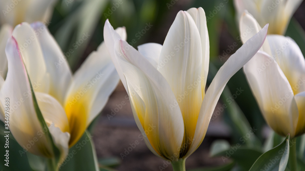 zbliżenie żółto-białych tulipanów - obrazy, fototapety, plakaty 