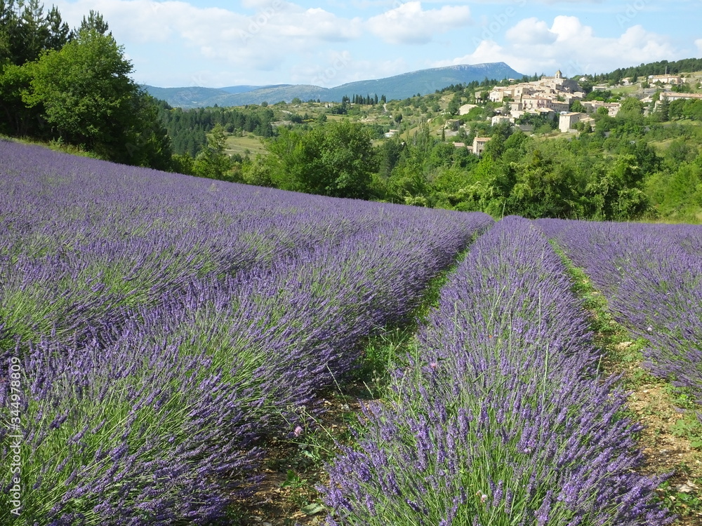 Fototapeta premium lavande Vaucluse