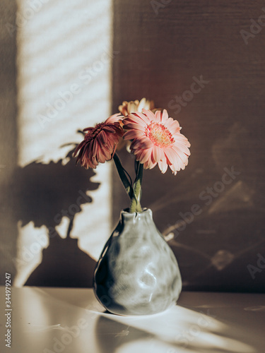 Bouquet of beautiful pink gerberas in a vase on a white table in the morning sun with highlights and shadows on the wall