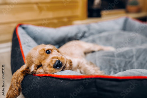 Obraz na płótnie Cocker spaniel puppy at the basket 