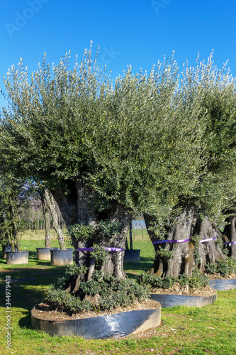 Olive trees for sale photo