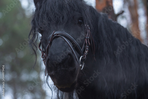 Tablou pe pânză Black horse side-view portrait on nature background