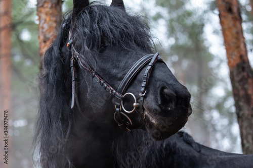 Tablou pe pânză Black horse side-view portrait on nature background