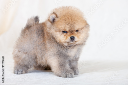 Amazing beige or brown breed pomeranian dog is looking to camera. Cutout puppy of dwarf Spitz on cream background for website, online catalog.