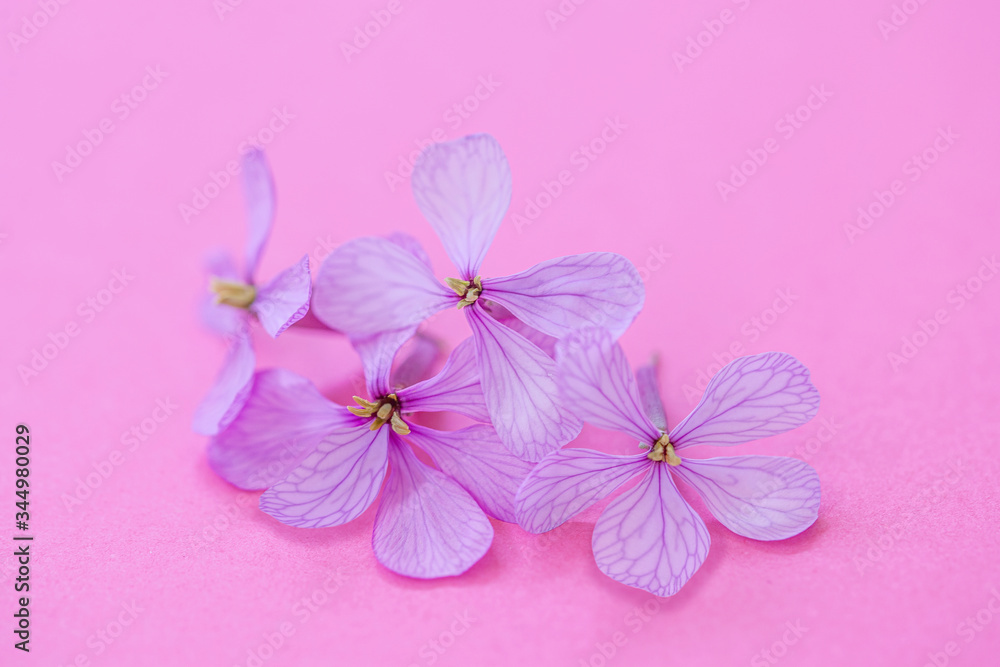 Obraz premium Flores tonos rosa lila