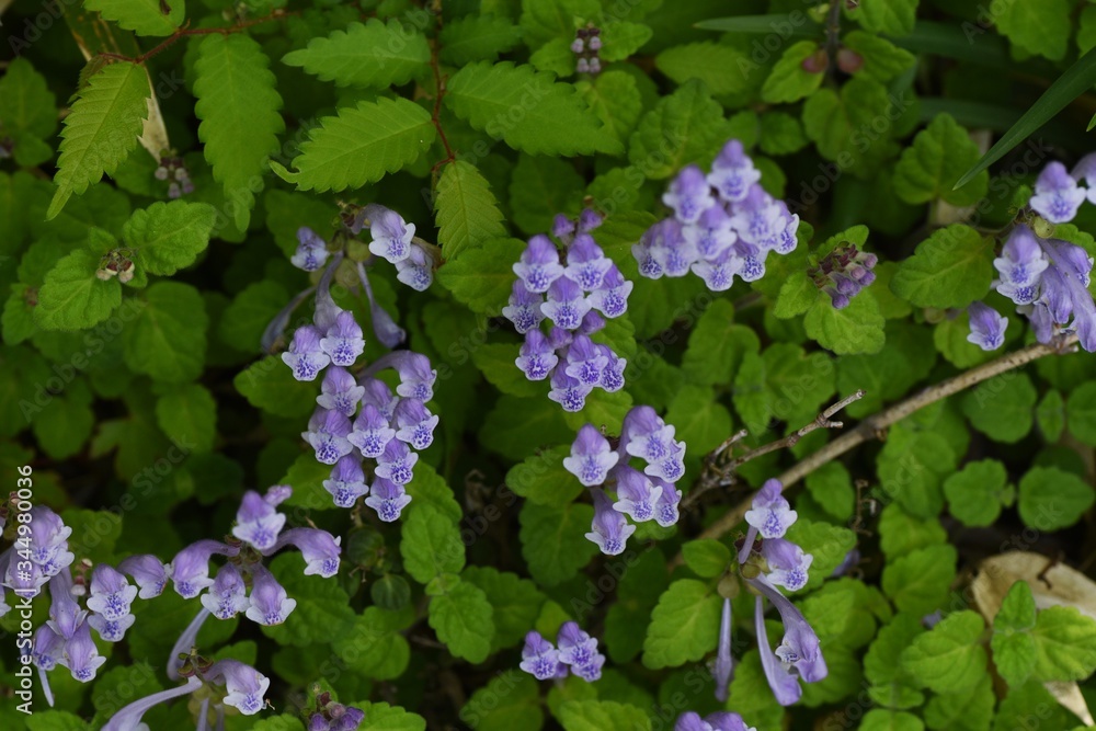 Skull cap(Scutellaria indica) flowers / Lamiaceae prennial plant Skull cap(Scutellaria indica) flowers / Lamiaceae prennial plant