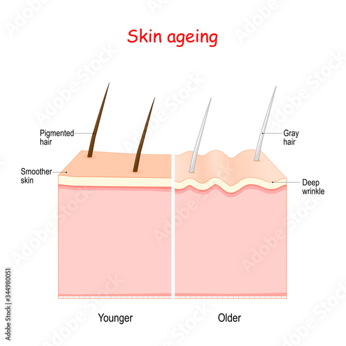 aging process in a human skin and hairs