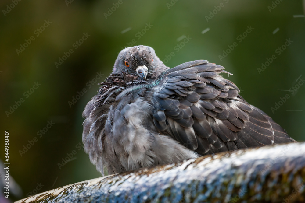 Obraz premium Grey pigeon sitting on the tree. Close up photo of city wild bird. Pigeon spread its feathers.