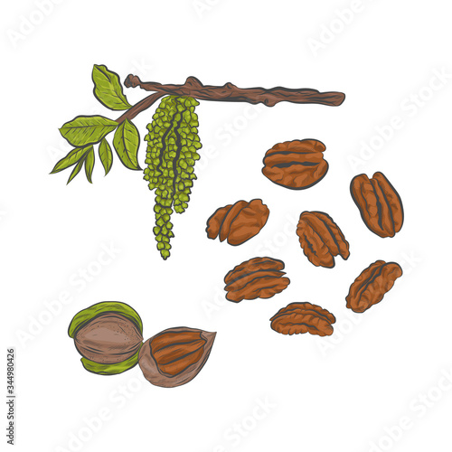 Pecan nut hand drawn vector sketch. Pecan branch with flowering isolated on white background.