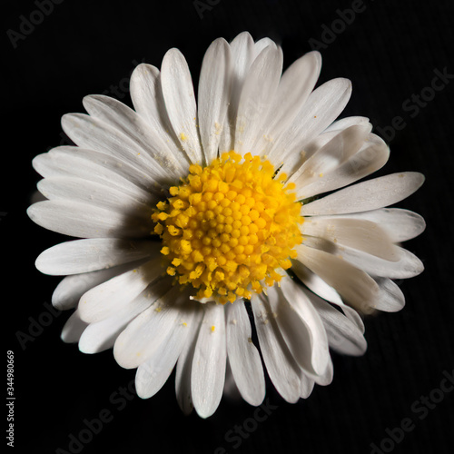 Close-up of daisy with details on black background  Uster  Switzerland  Europe.