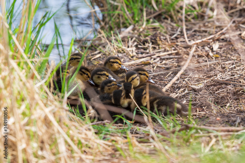 Mallard ducks young sitting in a ball in the grass by the pond.