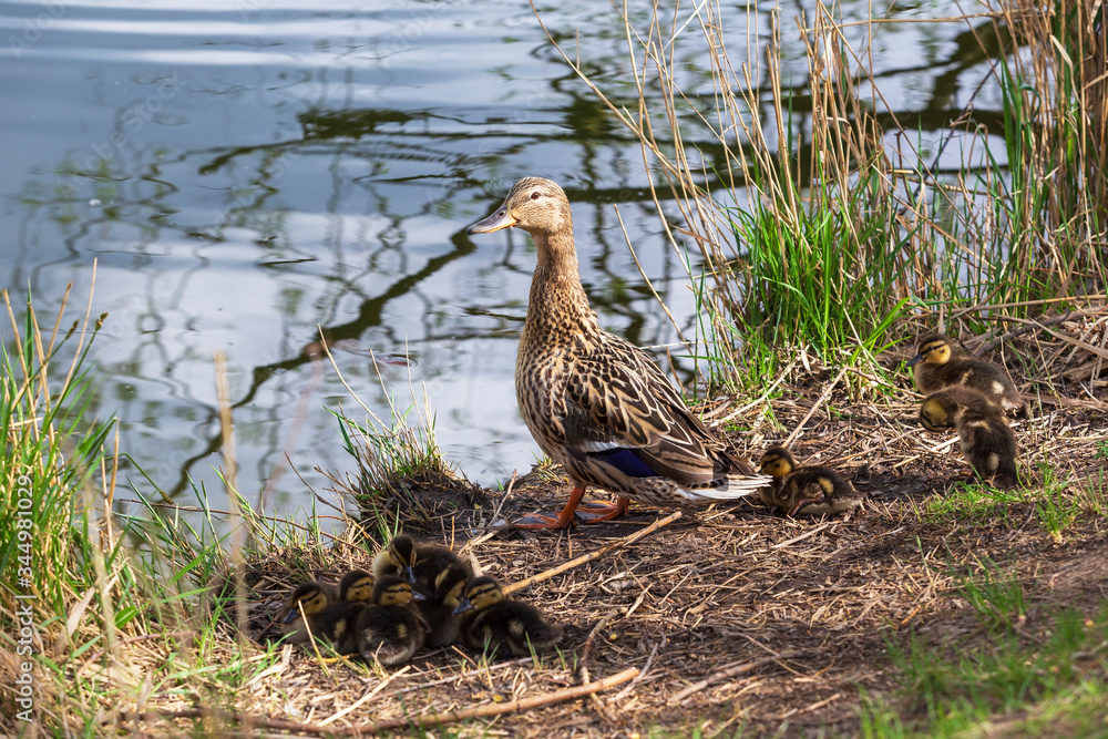 An adult female mallard duck guards her young in the grass by a pond. An adult female mallard duck guards her young in the grass by a pond.