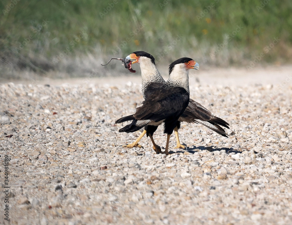 A pair of Caracara sharing a rat they caught. A pair of Caracara sharing a rat they caught.