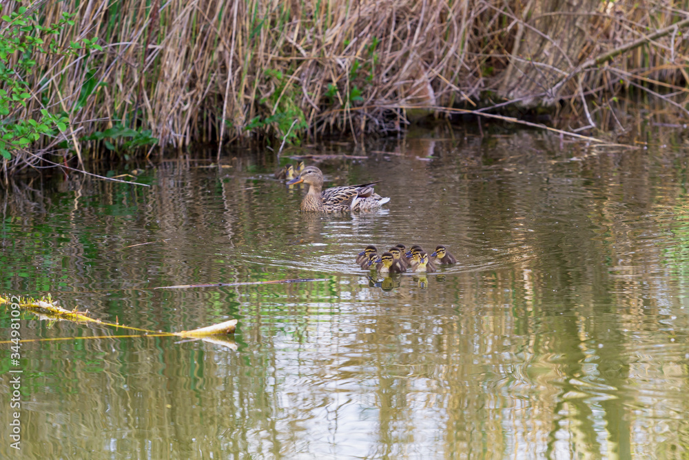 A flock of little ducklings swim under the supervision of a large duck along the pond.