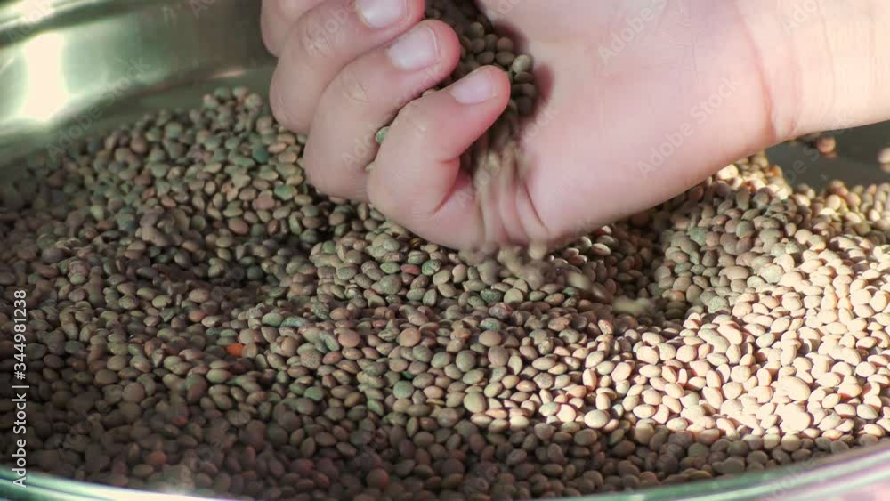 A hand is showing lentil masoor pulse dal legume in the heap A hand is showing lentil masoor pulse dal legume in the heap