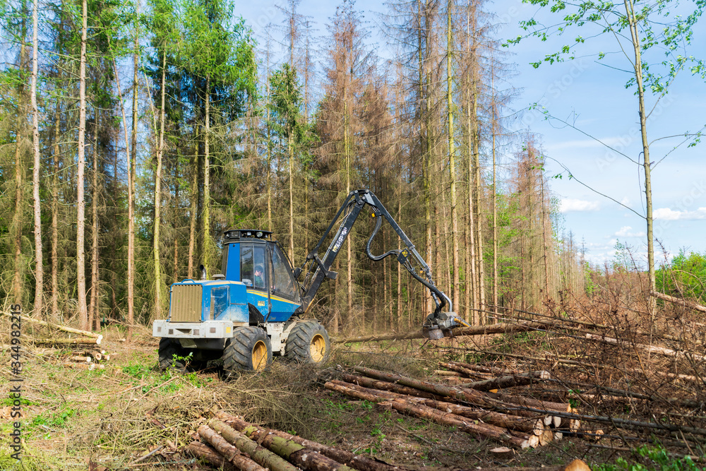Forest area cleared after bark beetle infestation and drought Forest area cleared after bark beetle infestation and drought