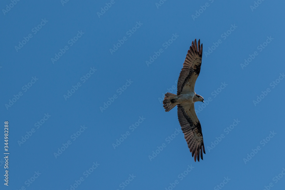 Fototapeta premium Osprey in flight at National Park Biesbosch in the Netherlands