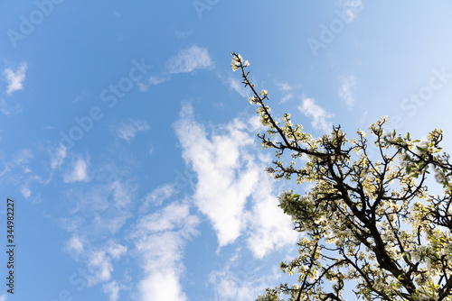 Blue sky for copy space with unfocusing white flowers on the tree